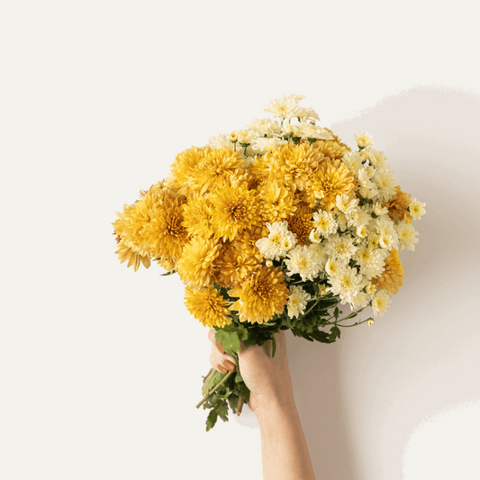 Chrysanthemum en Masse