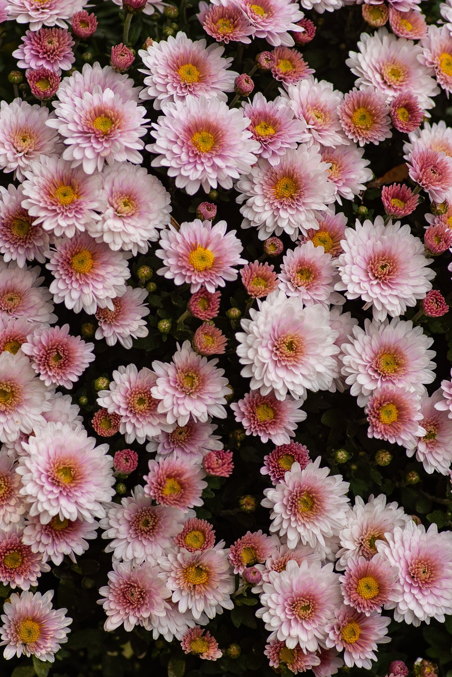 Green Hills Flower Shop, Nashville Florist, Nashville Flower Shop, East Nashville Flower Shop