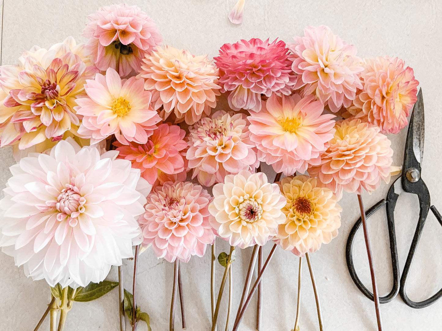 Nashville Florist Dahlias