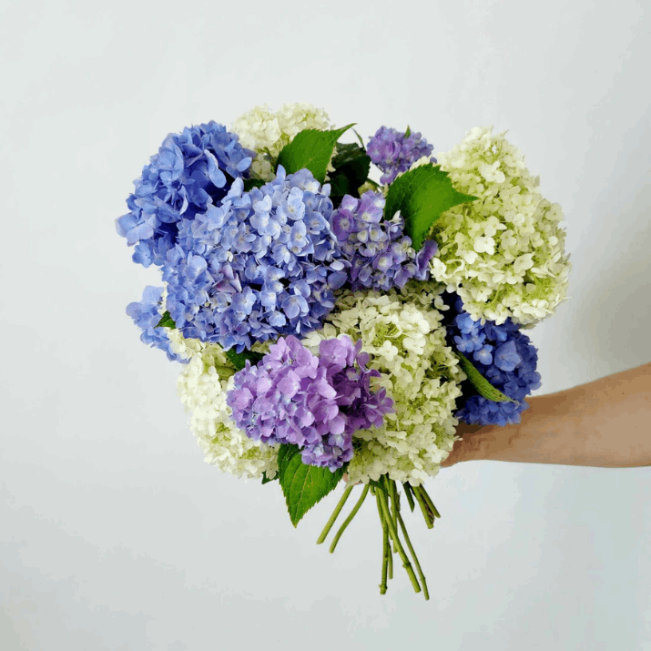 Hydrangea en Masse