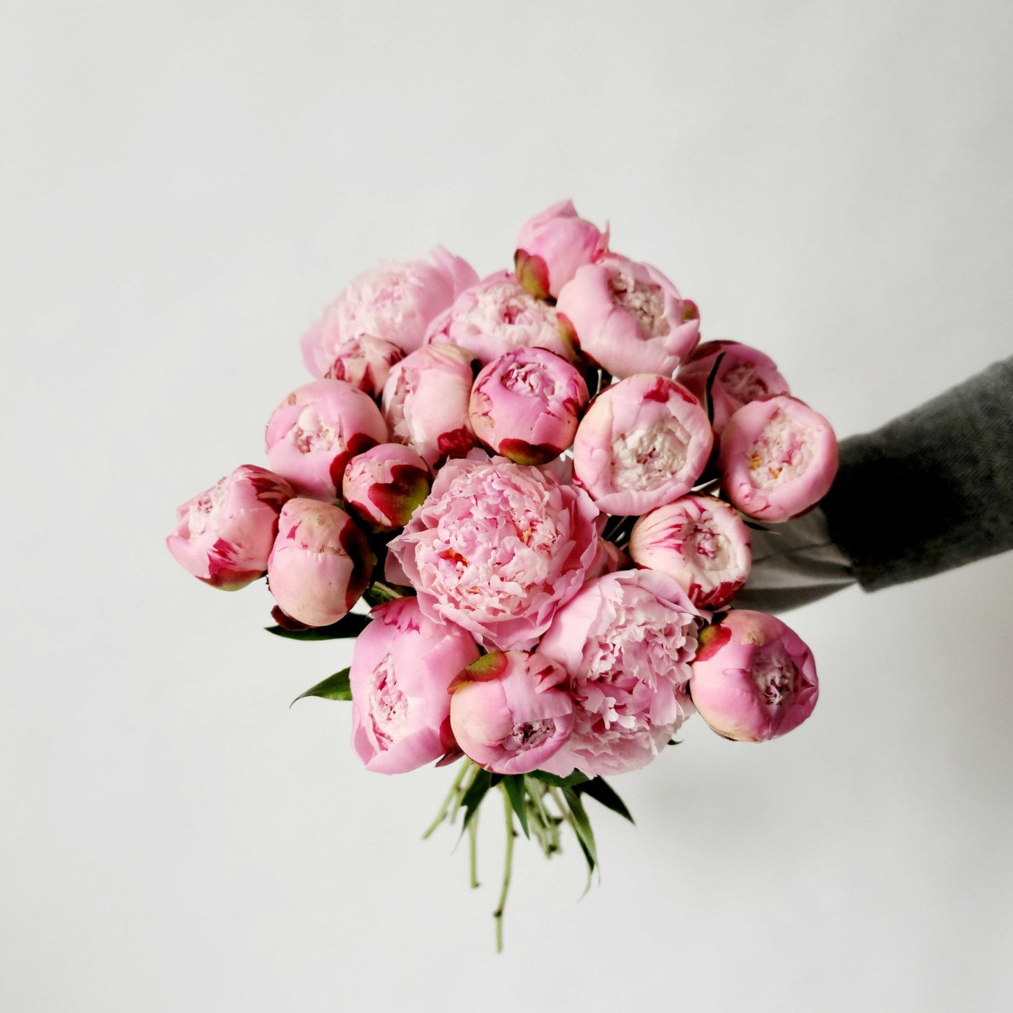 peonias en masa